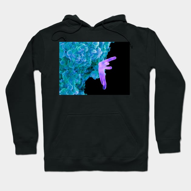 Bacteria infecting a macrophage, SEM (B220/1631) Hoodie by SciencePhoto